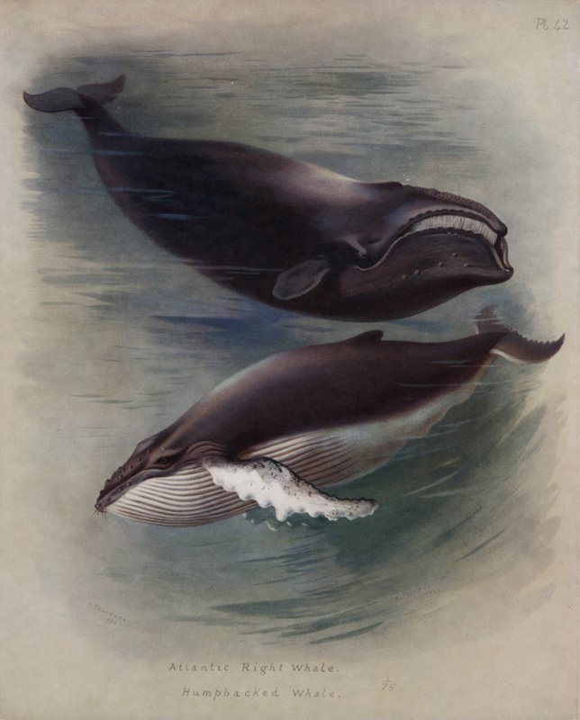 Atlanti-óceáni jobb bálna, púpos bálna alkotó: Archibald Thorburn