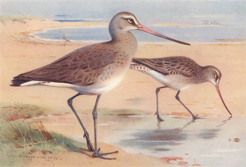Feketefarkú gólya (téli), barkafarkú gólya (téli) (színes lithó) alkotó: Archibald Thorburn