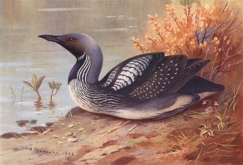 Fekete-torkú búvár (színes litográfia) alkotó: Archibald Thorburn