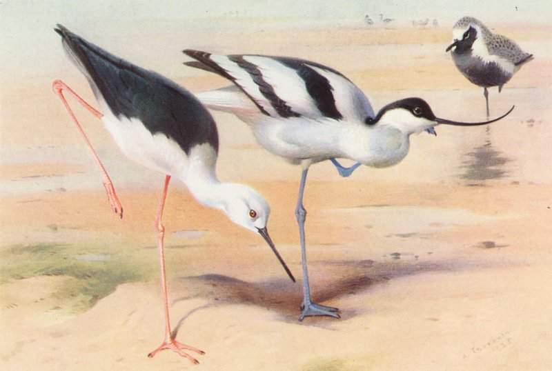 Fekete szárnyú gólya, túzok, szürke gém (nyár) (színes litho) alkotó: Archibald Thorburn
