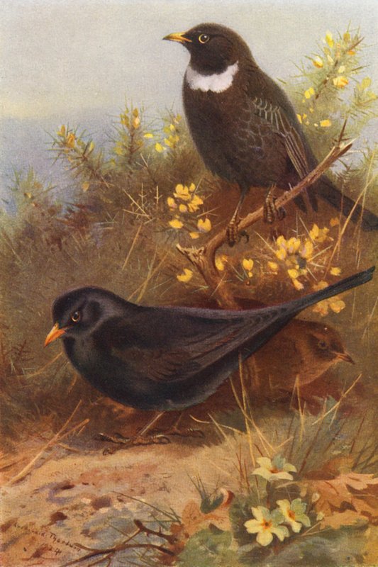 Fekete madár (hím és nőstény), Ring-Ouzel (színes litográfia) alkotó: Archibald Thorburn