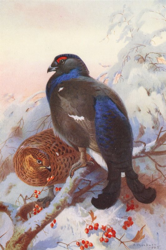 Feketefajd (hím és nőstény) (színes litográfia) alkotó: Archibald Thorburn