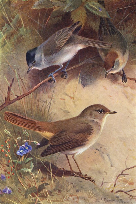 Feketerigó (hím és nőstény), fülemüle (színes litográfia) alkotó: Archibald Thorburn