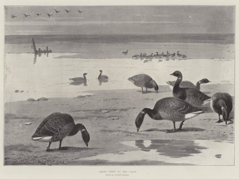 Brent libák a parton alkotó: Archibald Thorburn