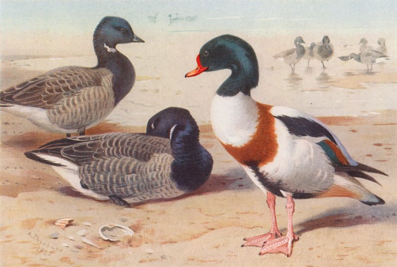 lúd, réce (színes litográfia) alkotó: Archibald Thorburn