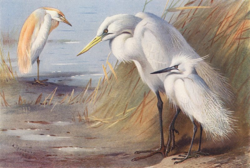 Búbos kócsag, nagy fehér kócsag, kis kócsag (színes litográfia) alkotó: Archibald Thorburn