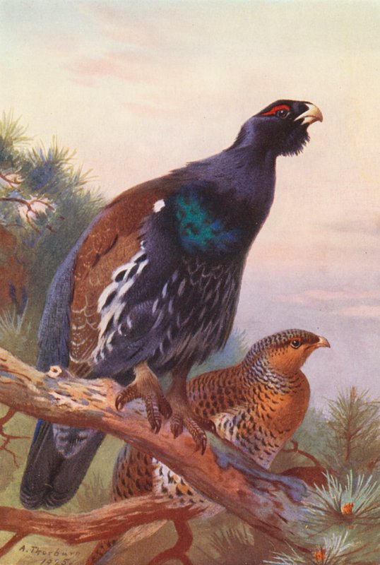 Cserebogár (hím és nőstény) (színes litográfia) alkotó: Archibald Thorburn