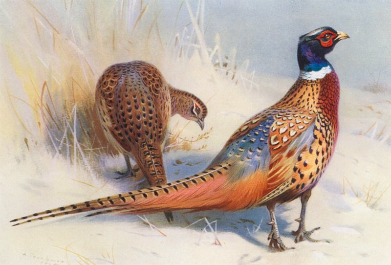 Kínai gyűrűsnyakú fácán (hím és nőstény) (színes litográfia) alkotó: Archibald Thorburn