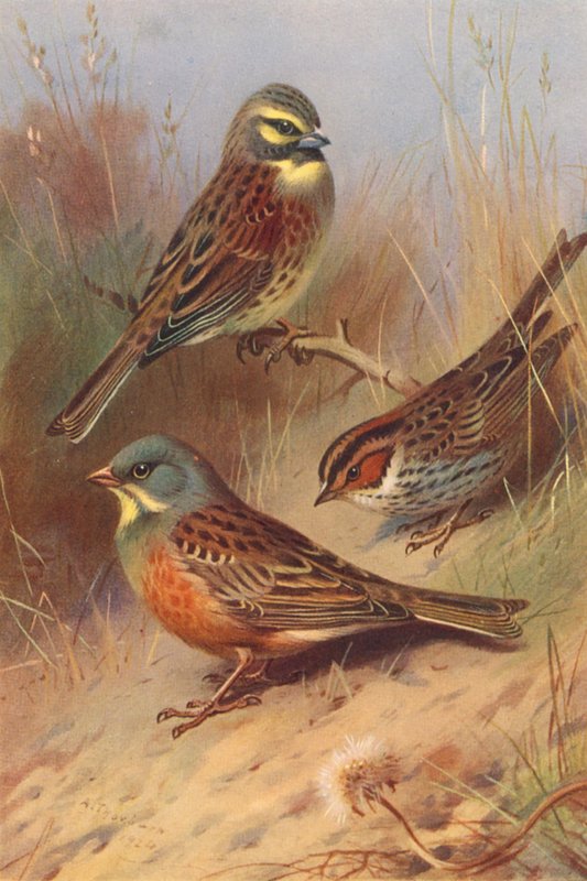 Cirl Bunting, Little Bunting, Ortolan (színes litográfia) alkotó: Archibald Thorburn