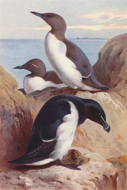 Gyöngytyúk, Razorbill (színes litográfia) alkotó: Archibald Thorburn