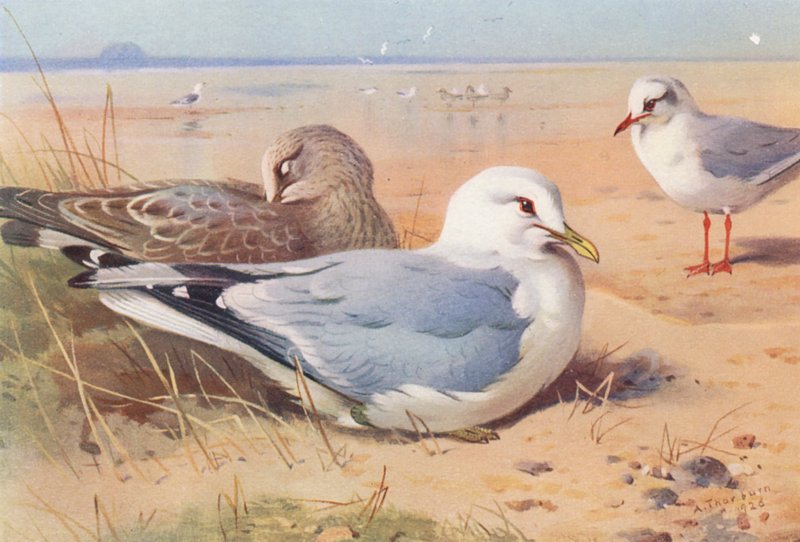 Sirály (felnőtt és fiatal), Feketefejű sirály (téli) (színes litográfia) alkotó: Archibald Thorburn