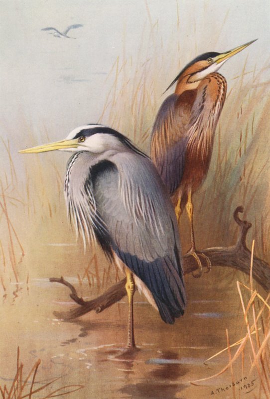 Common Heron, Purple Heron (színes litográfia) alkotó: Archibald Thorburn