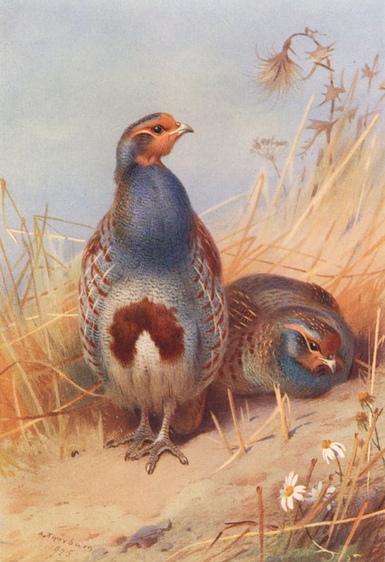 Hím és nőstény borz (színes litográfia) alkotó: Archibald Thorburn