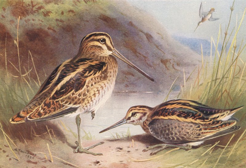 Szalonka, szalonka (színes litográfia) alkotó: Archibald Thorburn