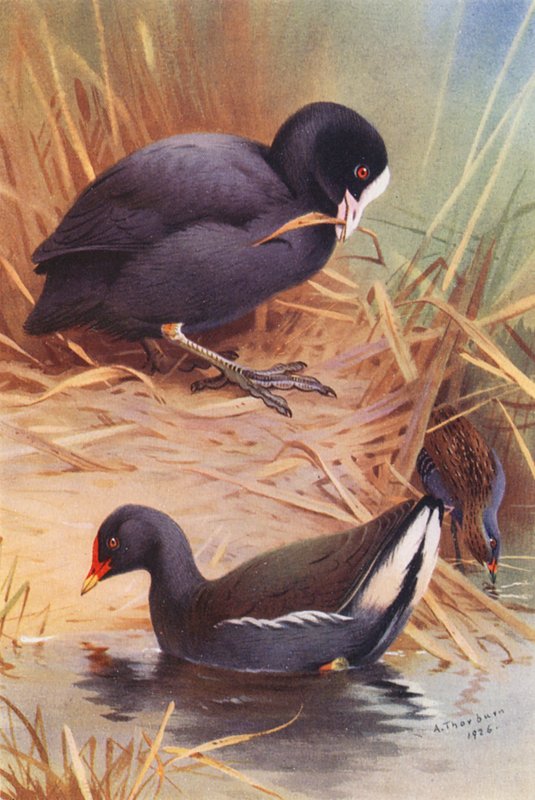 Coot Moor-Hen, Baillon