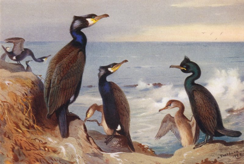 Kormorán (kifejlett és ivaréretlen), sáska (kifejlett és ivaréretlen) (színes litográfia) alkotó: Archibald Thorburn