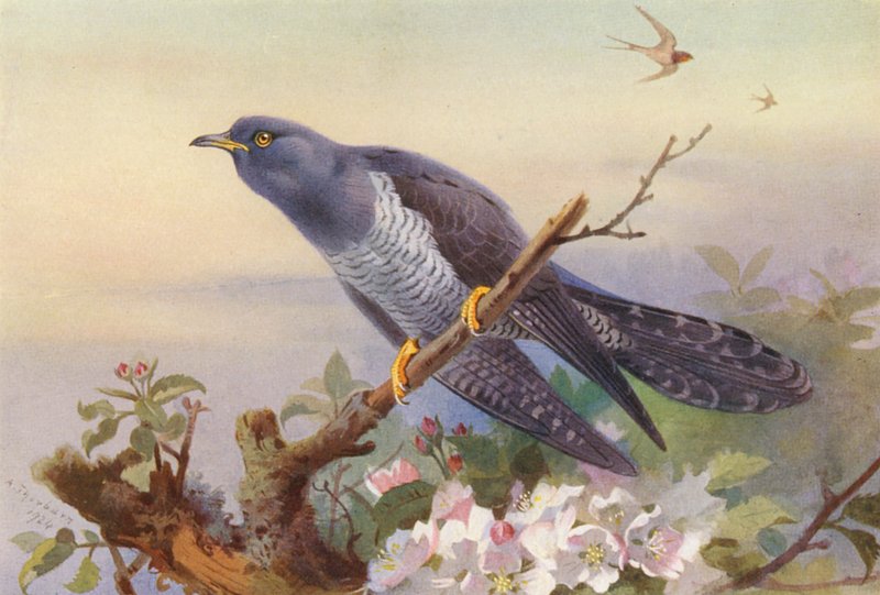 Kakukk (színes litográfia) alkotó: Archibald Thorburn
