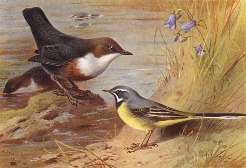 Dipper, Grey Wagtail (színes litográfia) alkotó: Archibald Thorburn