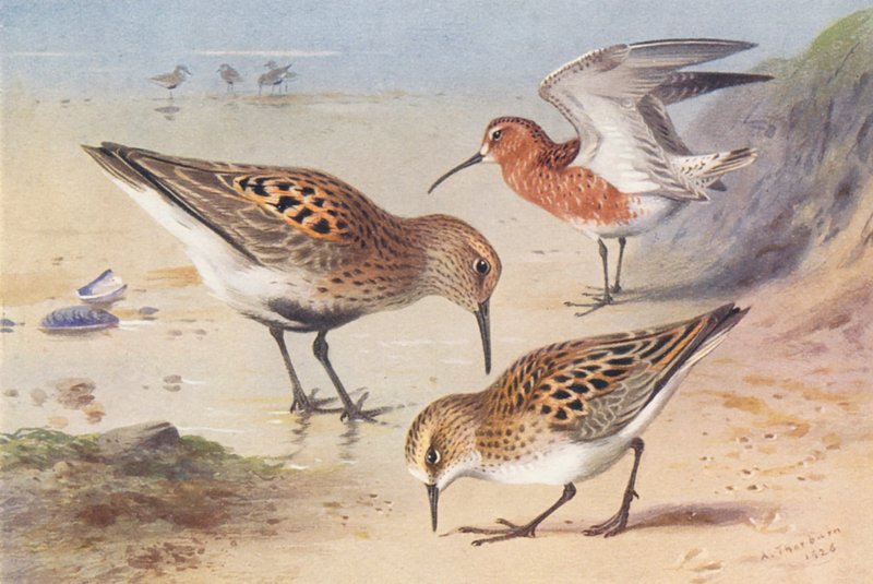 Dunlin (nyár), Curlew-Sandpiper (nyár), Little Stint (nyár) (színes litho) alkotó: Archibald Thorburn