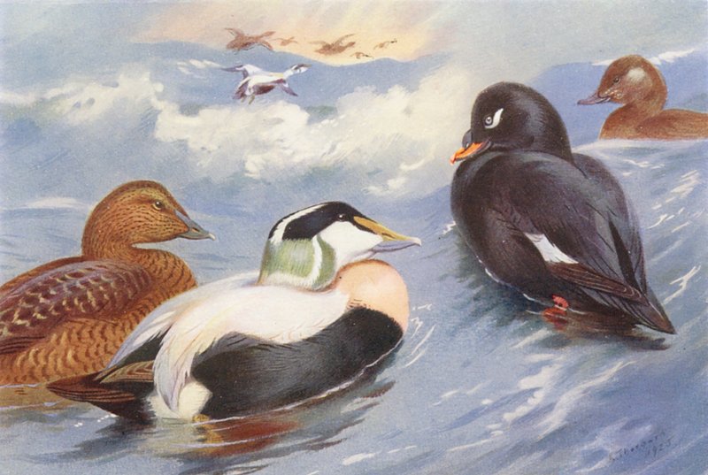 Búbos réce (hím és nőstény), bársonyrécék (hím és nőstény) (színes lithó) alkotó: Archibald Thorburn