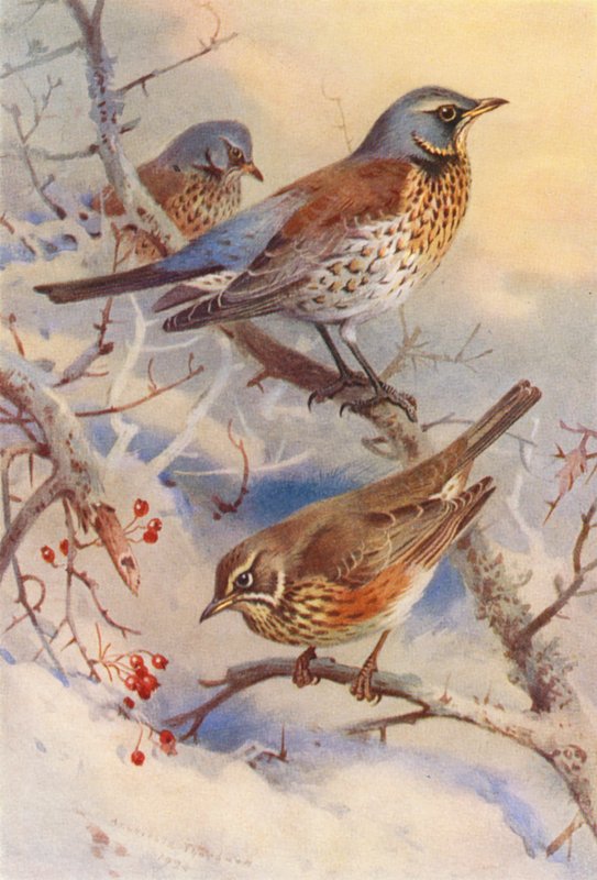 Mezei pacsirta, vörös vércse (színes litográfia) alkotó: Archibald Thorburn