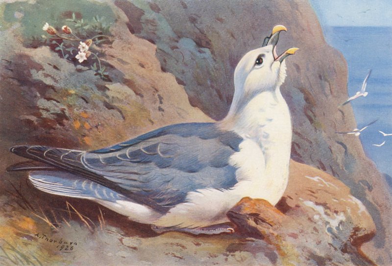 Fulmar (színes litográfia) alkotó: Archibald Thorburn