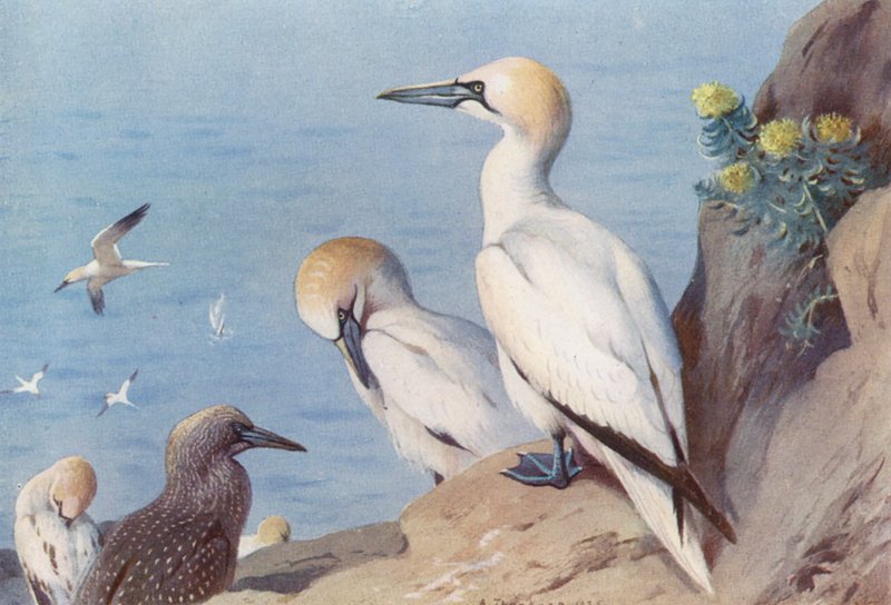 Gannet (kifejlett és ivaréretlen) (színes litográfia) alkotó: Archibald Thorburn