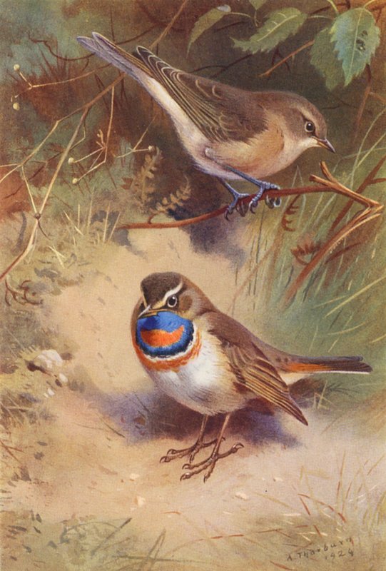 Kertészmadár, sarkvidéki kékvércse (színes litográfia) alkotó: Archibald Thorburn