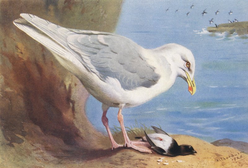 Sirály, kis kócsag (nyár) (színes litográfia) alkotó: Archibald Thorburn