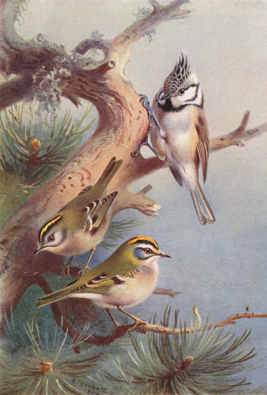 Aranysakál, tűzmadár, címeres cickány (színes lithó) alkotó: Archibald Thorburn