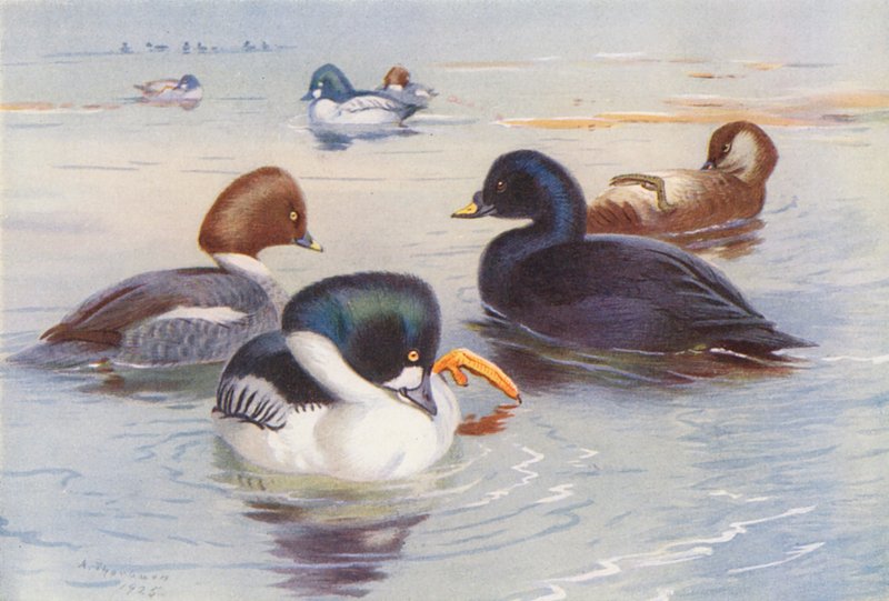 Aranyszem (hím és nőstény), közönséges gém (hím és nőstény) (színes litográfia) alkotó: Archibald Thorburn