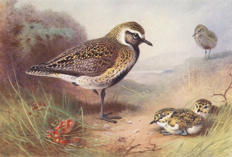 Aranykócsag (nyár) (színes litográfia) alkotó: Archibald Thorburn