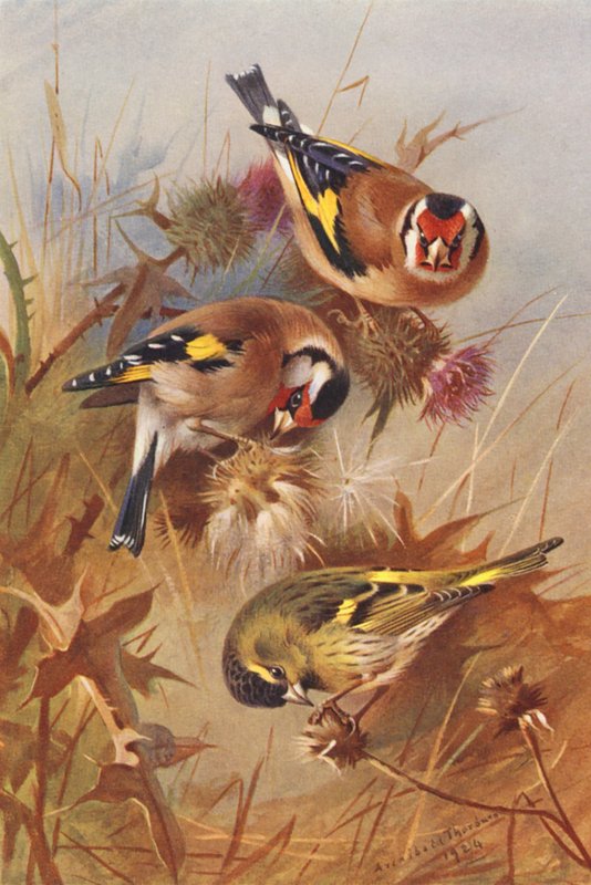 Aranytorkú, cinkék (színes litográfia) alkotó: Archibald Thorburn