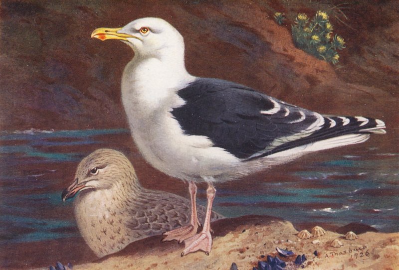 Fekete hátú sirály (felnőtt és fiatal) (színes litográfia) alkotó: Archibald Thorburn