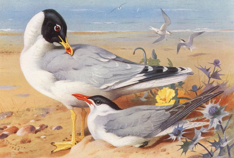 Feketefejű sirály, Kaszpi csér (színes litográfia) alkotó: Archibald Thorburn