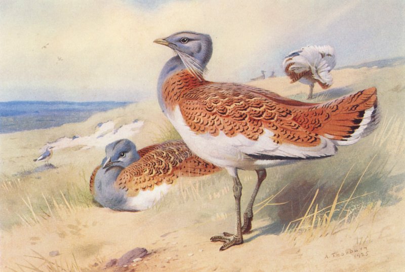 Túzok (hím és nőstény) (színes litográfia) alkotó: Archibald Thorburn