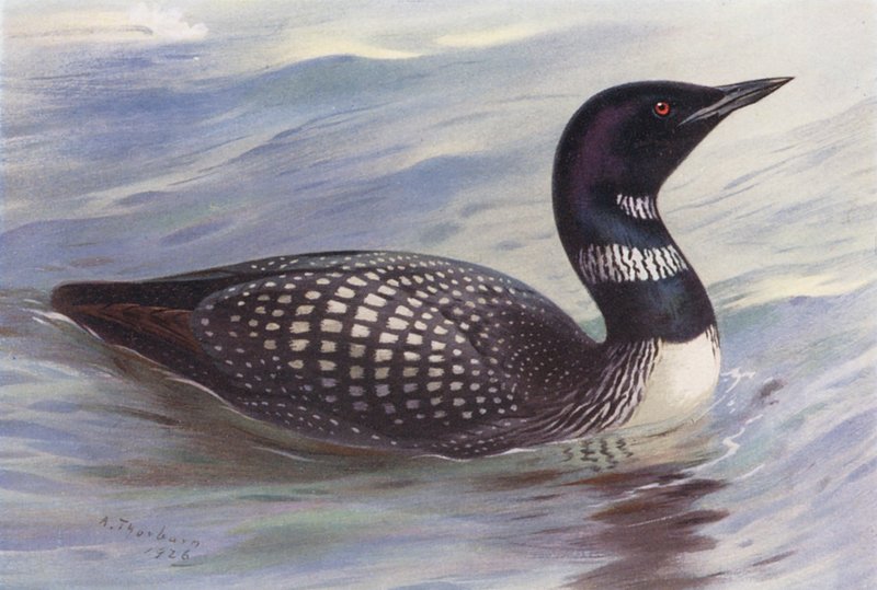 Nagy északi búvár (színes litográfia) alkotó: Archibald Thorburn