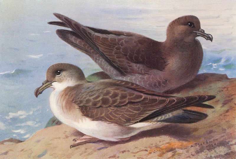 Nagy karvaly, kormos karvaly (színes litográfia) alkotó: Archibald Thorburn