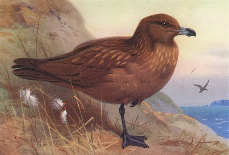 Skua (színes litográfia) alkotó: Archibald Thorburn