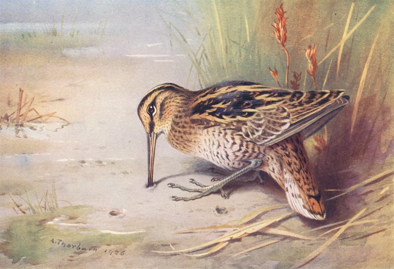 Szalonka (színes litográfia) alkotó: Archibald Thorburn