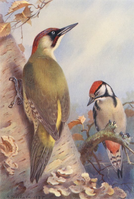 Zöld harkály, foltos harkály (éretlen) (színes litográfia) alkotó: Archibald Thorburn