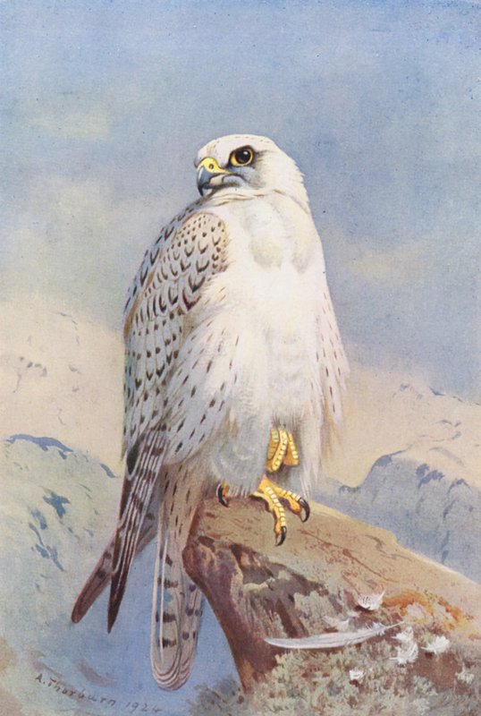 Grönlandi sólyom (színes litográfia) alkotó: Archibald Thorburn