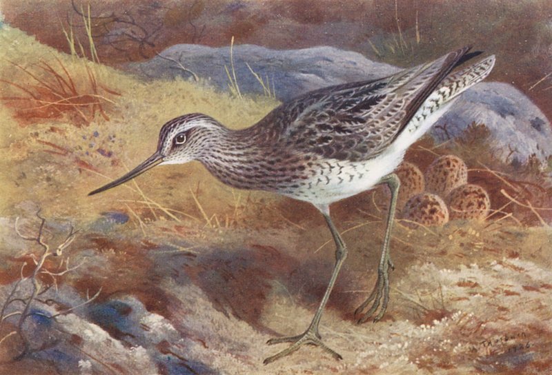 Greenshank (színes litográfia) alkotó: Archibald Thorburn