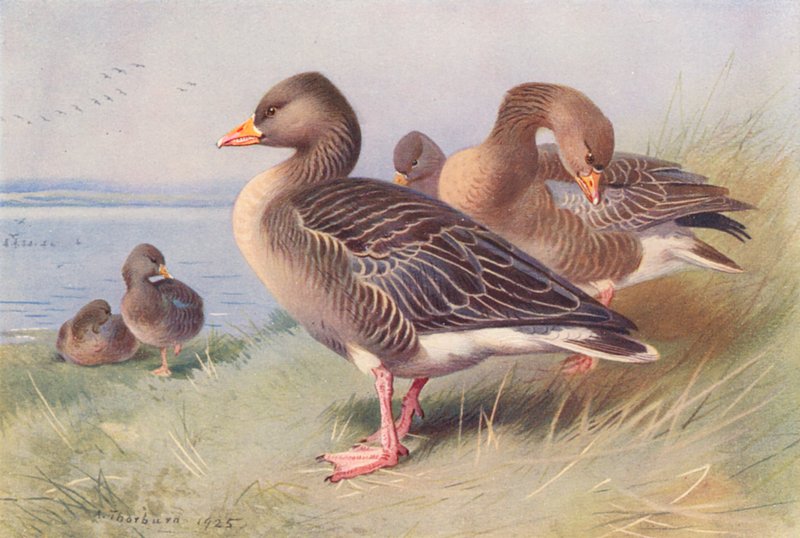 Szürke Lag-Goose (színes litográfia) alkotó: Archibald Thorburn