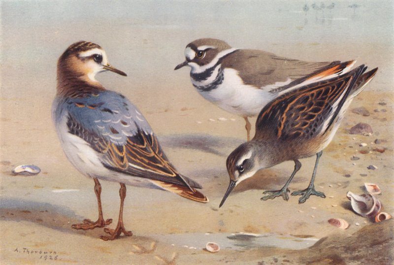 Szürke bálna (őszi), Killdeer Plover, Vörösnyakú bálna (éretlen) (színes litográfia) alkotó: Archibald Thorburn