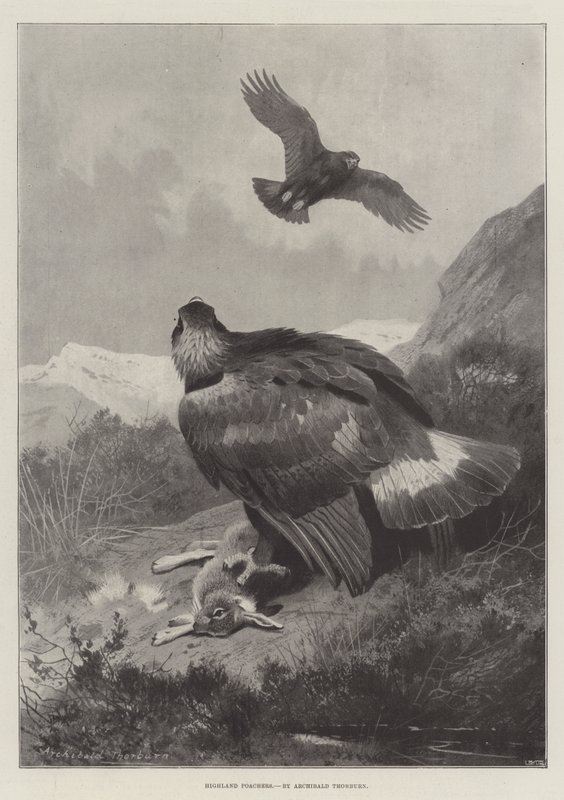 Felvidéki orvvadászok alkotó: Archibald Thorburn