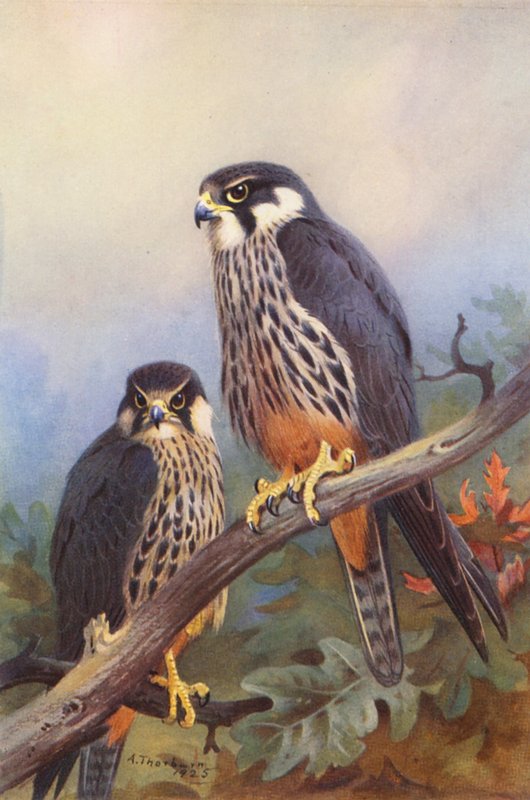 Hobby (férfi és nő) (színes litográfia) alkotó: Archibald Thorburn