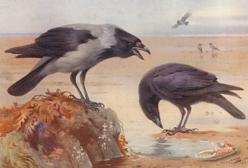 Csuklyás varjú, Carrion-Crow (színes litográfia) alkotó: Archibald Thorburn