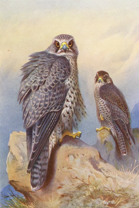Izlandi sólyom, Gyr sólyom (színes litográfia) alkotó: Archibald Thorburn