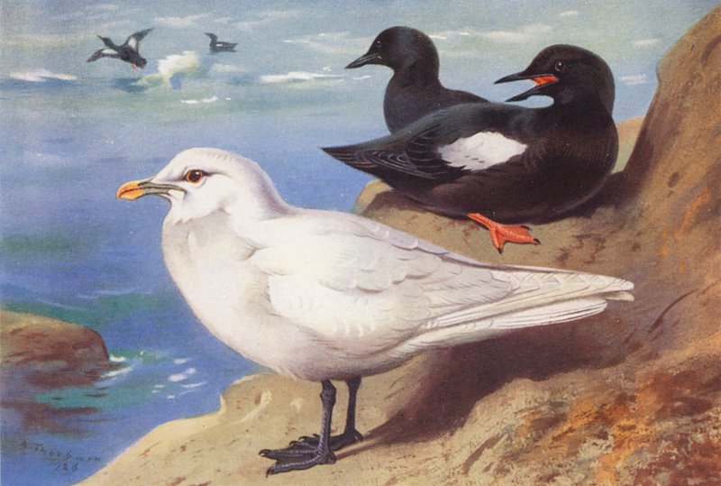 Elefántcsont sirály, fekete gém (nyár) (színes litográfia) alkotó: Archibald Thorburn